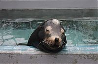 rescuing young sea lion pups