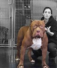 Fauna & Flora: huge pit bull terrier