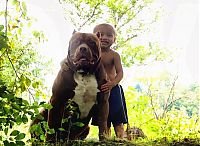 Fauna & Flora: huge pit bull terrier