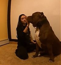 Fauna & Flora: huge pit bull terrier