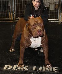 Fauna & Flora: huge pit bull terrier