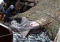 Fauna & Flora: giant basking shark catch