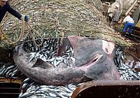 Fauna & Flora: giant basking shark catch