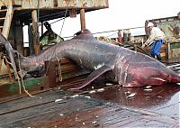 TopRq.com search results: giant basking shark catch