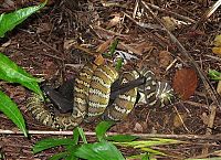 Fauna & Flora: python swallows a bat