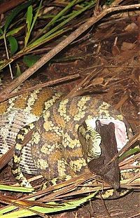 Fauna & Flora: python swallows a bat