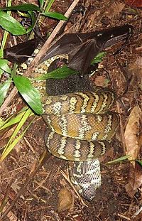 Fauna & Flora: python swallows a bat