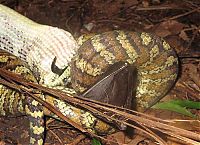 Fauna & Flora: python swallows a bat