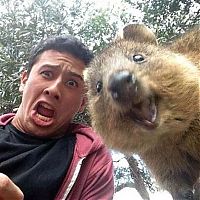 Fauna & Flora: quokka, cute smiling animal