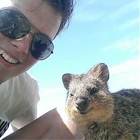 Fauna & Flora: quokka, cute smiling animal