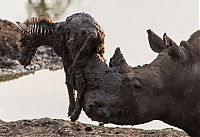 Fauna & Flora: rhino saved a small zebra from the mud