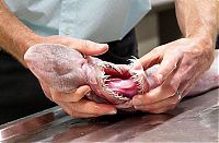 Fauna & Flora: Goblin shark catch, Green Cape, New South Wales, Australia, South Pacific Ocean