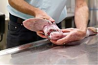 Fauna & Flora: Goblin shark catch, Green Cape, New South Wales, Australia, South Pacific Ocean