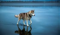 TopRq.com search results: Siberian Husky on a frozen lake