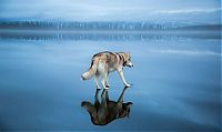 Fauna & Flora: Siberian Husky on a frozen lake