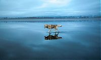 TopRq.com search results: Siberian Husky on a frozen lake