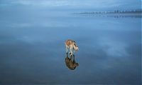 Fauna & Flora: Siberian Husky on a frozen lake