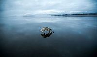 Fauna & Flora: Siberian Husky on a frozen lake