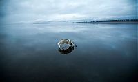 TopRq.com search results: Siberian Husky on a frozen lake