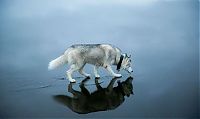 Fauna & Flora: Siberian Husky on a frozen lake