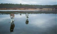 TopRq.com search results: Siberian Husky on a frozen lake