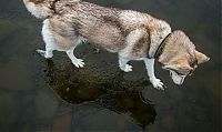 Fauna & Flora: Siberian Husky on a frozen lake