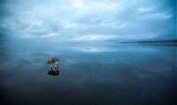 TopRq.com search results: Siberian Husky on a frozen lake