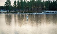 Fauna & Flora: Siberian Husky on a frozen lake