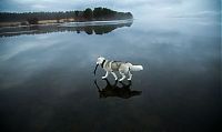 TopRq.com search results: Siberian Husky on a frozen lake