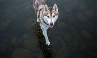 Fauna & Flora: Siberian Husky on a frozen lake