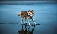 Fauna & Flora: Siberian Husky on a frozen lake