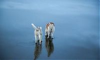 Fauna & Flora: Siberian Husky on a frozen lake