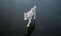 TopRq.com search results: Siberian Husky on a frozen lake