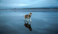 Fauna & Flora: Siberian Husky on a frozen lake