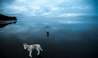 TopRq.com search results: Siberian Husky on a frozen lake