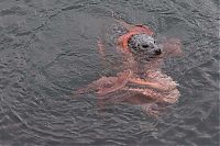 TopRq.com search results: Harbor seal against a giant octopus, Ogden Point, Victoria, British Columbia, Canada