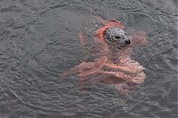 Fauna & Flora: Harbor seal against a giant octopus, Ogden Point, Victoria, British Columbia, Canada