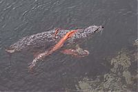 Fauna & Flora: Harbor seal against a giant octopus, Ogden Point, Victoria, British Columbia, Canada