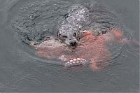 TopRq.com search results: Harbor seal against a giant octopus, Ogden Point, Victoria, British Columbia, Canada