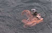 Fauna & Flora: Harbor seal against a giant octopus, Ogden Point, Victoria, British Columbia, Canada