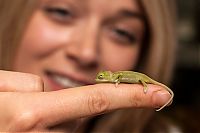 Fauna & Flora: Baby chamaeleons, Taronga Zoo, Sydney, New South Wales, Australia