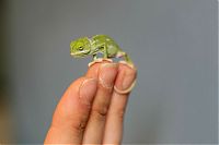 TopRq.com search results: Baby chamaeleons, Taronga Zoo, Sydney, New South Wales, Australia