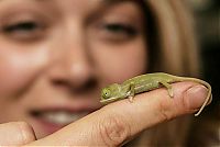 Fauna & Flora: Baby chamaeleons, Taronga Zoo, Sydney, New South Wales, Australia