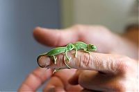 Fauna & Flora: Baby chamaeleons, Taronga Zoo, Sydney, New South Wales, Australia