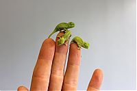 Fauna & Flora: Baby chamaeleons, Taronga Zoo, Sydney, New South Wales, Australia