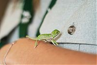 Fauna & Flora: Baby chamaeleons, Taronga Zoo, Sydney, New South Wales, Australia