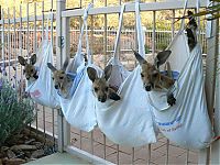 TopRq.com search results: orphaned baby kangaroos