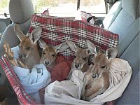 Fauna & Flora: orphaned baby kangaroos