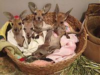 Fauna & Flora: orphaned baby kangaroos