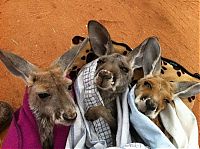 Fauna & Flora: orphaned baby kangaroos